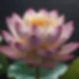 Blooming Lotus: Symbol of Self-Love