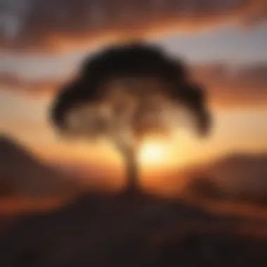 Solitude and Growth Silhouette of a lone tree against a fiery sunset sky