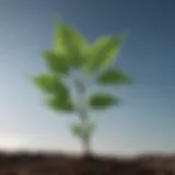 Abstract plant growing towards the sky symbolizing personal growth