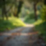 A serene outdoor running trail surrounded by nature