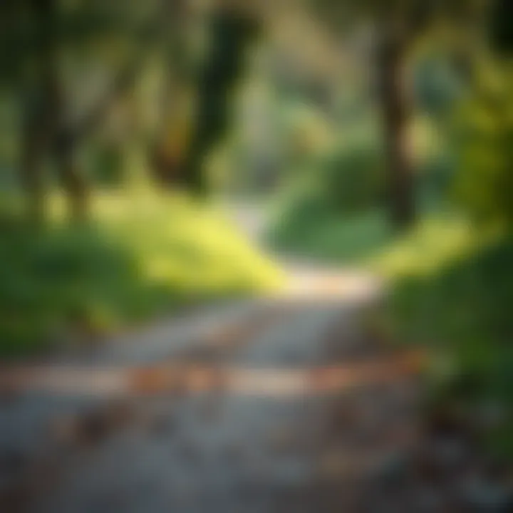 Outdoor Running Trail for Mental Health Enhancement A serene outdoor running trail surrounded by nature