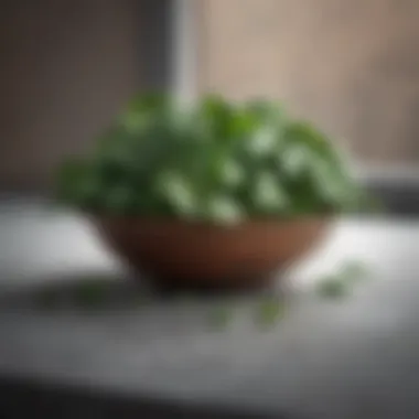 Vitamin-Rich Spinach Bunch of fresh spinach leaves
