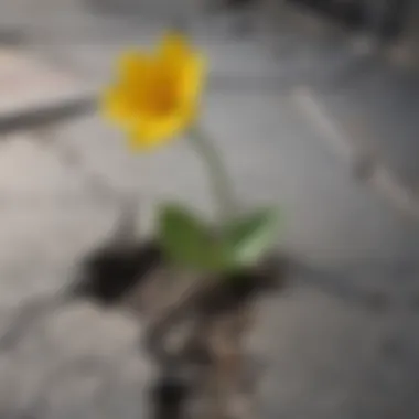 Growth Through Adversity A blooming flower emerging from cracks in concrete, symbolizing resilience and growth despite adversity.