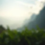 A serene landscape symbolizing gratitude