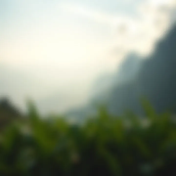 A serene landscape symbolizing gratitude