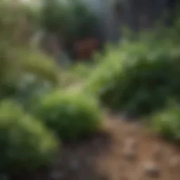 Aromatic Herb Garden