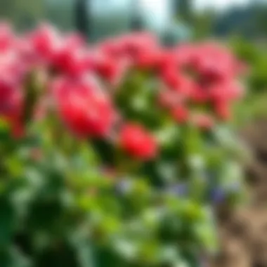 A blooming garden representing new beginnings and opportunities.