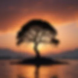 Silhouette of a tree against a colorful sunset sky