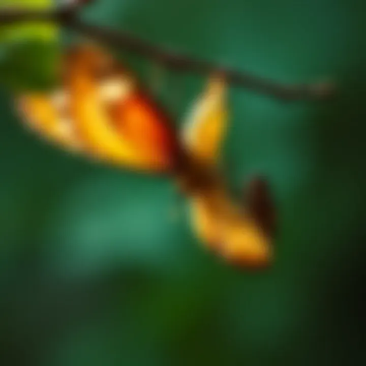 Transformation and Growth A close-up of a butterfly emerging from its cocoon, symbolizing transformation.