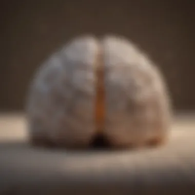 The Science of Sleep Cycles A visual representation of a brain during sleep cycles.