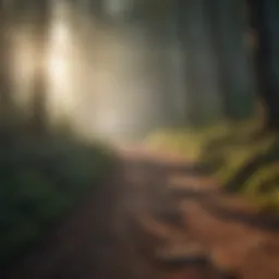 Illuminating Pathway Through Forest